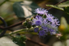 Ageratum houstonianum